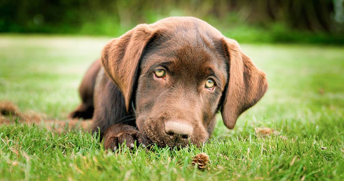 ©roptinator/Fotolia Ein schokoladenbrauner Labrador-Welpe liegt auf grünem Gras und schaut mit sanften Augen auf. Der Hintergrund ist unscharf mit Grünpflanzen, die das weiche braune Fell und den aufmerksamen Ausdruck des Welpen hervorheben.